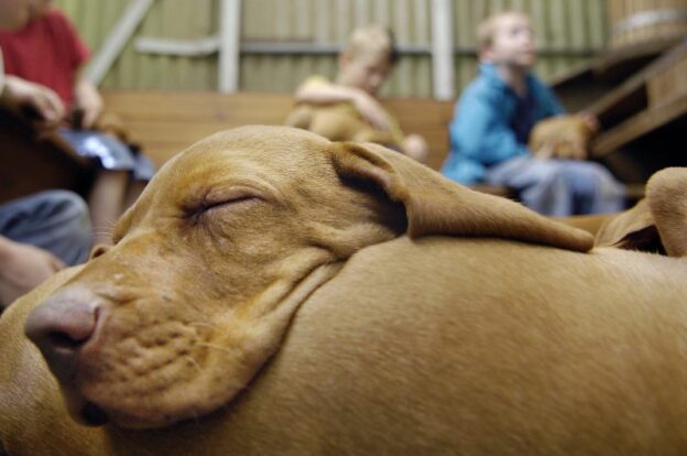 Tierische Verhaltenstherapie