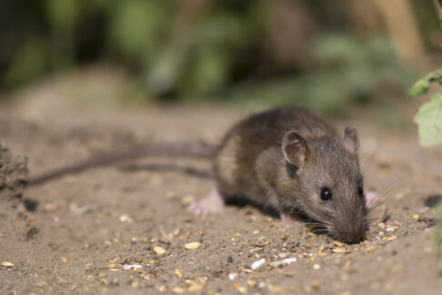 Besonders viele Menschen erkrankt am Hanta-Virus durch große Mäuse-Population