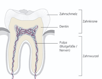 Gesund bis in die Wurzel – moderne Verfahren machen es möglich