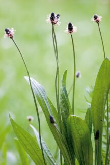 Spitzwegerich: Arzneipflanze des Jahres 2014 – auch in der WALA Plantago-Linie