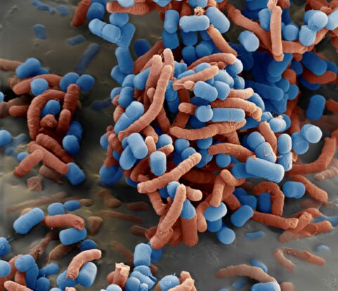 Biologische Blauhelme im Einsatz für Haut und KörperMikroflora-Mission stellt Balance zwischen Erregern und Schutzmantel her
