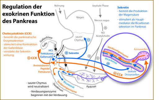 Niedriger intraduodenaler pH-Wert bestimmt die Wahl der Substitutionsenzyme