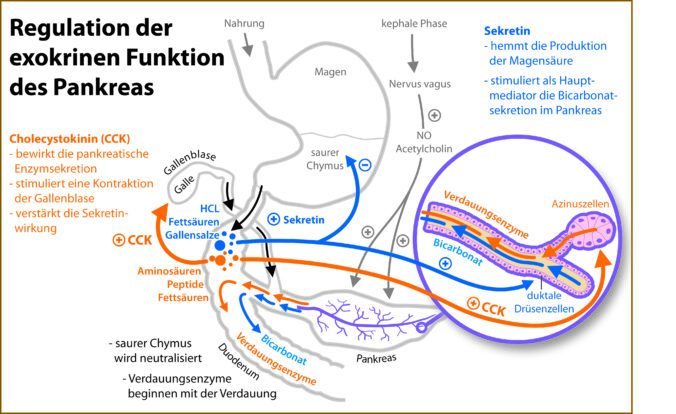 Niedriger intraduodenaler pH-Wert bestimmt die Wahl der Substitutionsenzyme