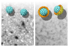 Ursprung des Hepatitis-B-Virus in Fischen entdeckt