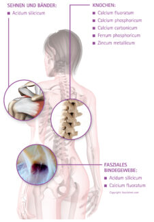 Ranocalcin® für die ganzheitliche Therapie