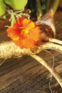 Nach pflanzlicher Erkältungstherapie 3-mal weniger Antibiotika nötig