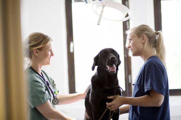 Größter deutscher Verbund von Tierkliniken und Tierarztpraxen empfiehlt Abschluss von Tierkrankenversicherung: „Wir werden immer häufiger danach gefragt“