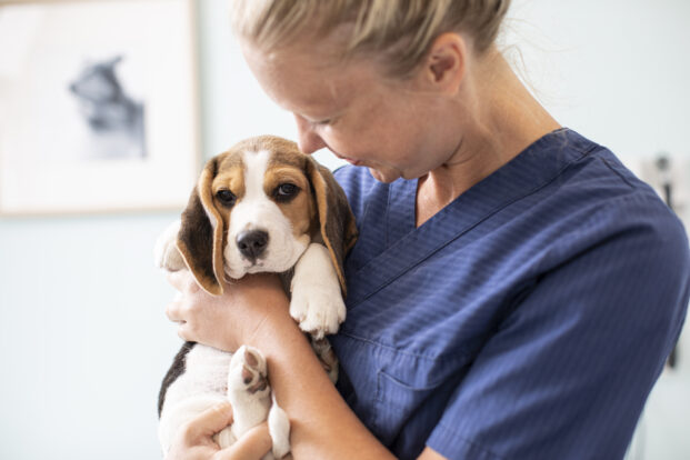 Einsatz von Antibiotika bei AniCura um die Hälfte gesunken