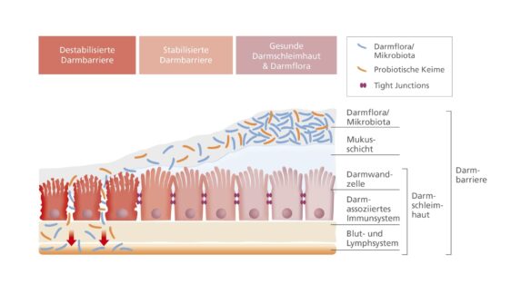 Erste deutsche Ärzte-Fortbildung zur Darmbarriere (zertifiziert durch die LÄK Hessen)