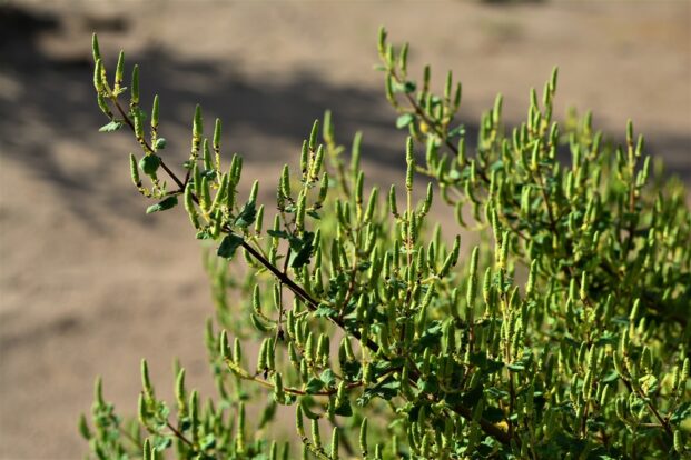 Wirkstoffe aus der Natur: Die Arzneipflanze Myrrhe