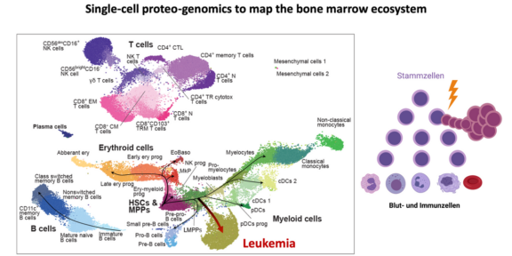 Wie Blut- und Leukämiezellen entstehen