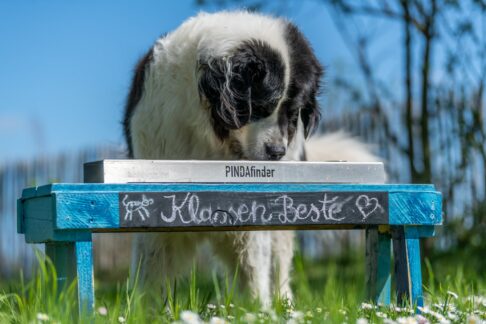 Tierische Helfer bei Allergien