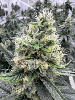 Neue Cannabis-Sorten aus Tschechien. DRAPALIN stärkt seine Partnerschaft mit Lagom