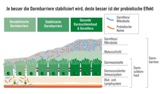 Neu – aber „noch viel zu unbekannt“: Probiotikasyndrom