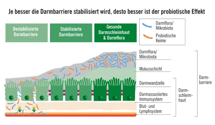 Neu – aber „noch viel zu unbekannt“: Probiotikasyndrom