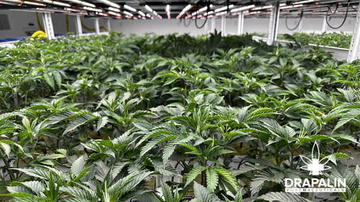 „Drapalin 31/1 Da Fux“ – die neue medizinische Cannabisblüte: kanadische Premiumqualität mit außergewöhnlichem Terpenprofil