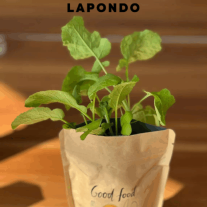 LAPONDO präsentiert Junger Spross: Nachhaltige Anzuchtbeutel für die grüne Auszeit