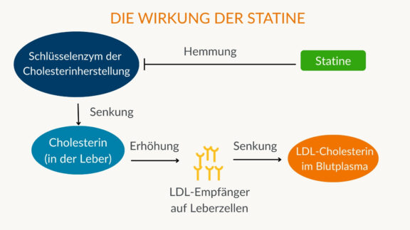 Angst vor Cholesterinsenkern ist unberechtigt